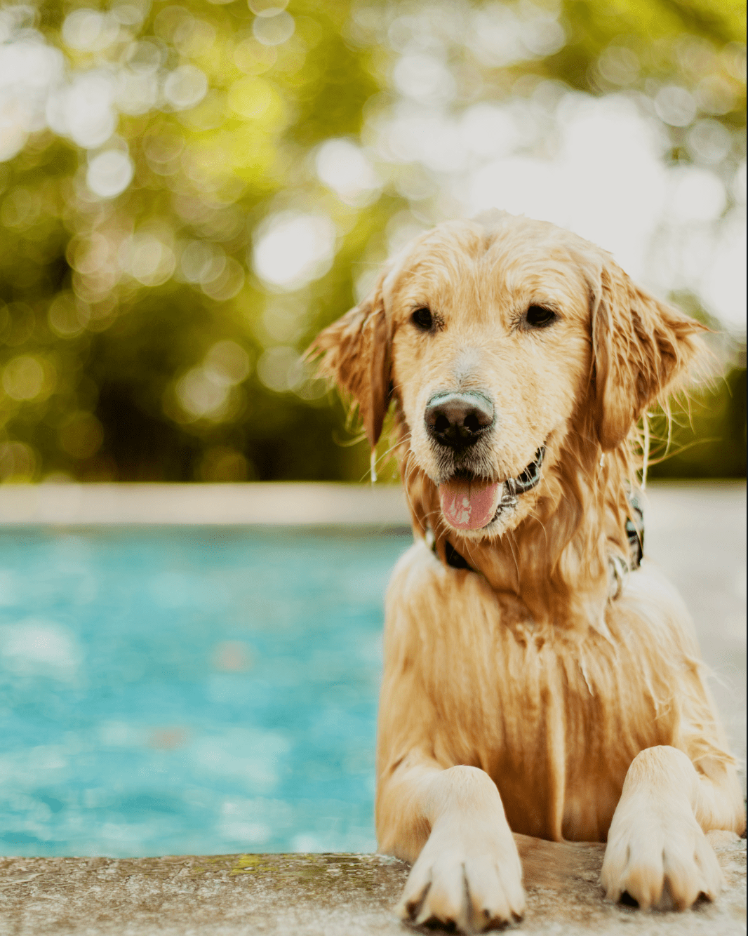 Golden retriever by a swimming pool, showing how pets can impact pool fence safety compliance in Melbourne homes.